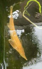 Albino steur 46cm, Dieren en Toebehoren, Vissen | Vijvervissen, Steur