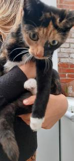 Schildpadje en zwart. 20 mei 2025, Dieren en Toebehoren, Katten en Kittens | Overige Katten, Meerdere dieren, Kortharig, 0 tot 2 jaar