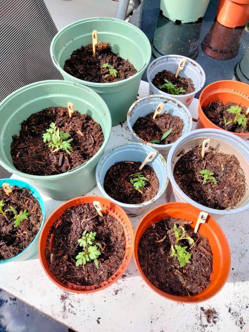 Groente plantjes: komkommer, tomaat, puntpaprika, Tuin en Terras, Planten | Tuinplanten, Eenjarig, Groenteplanten, Volle zon, Zomer