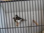 verschillende tropen, Meerdere dieren, Tropenvogel, Geringd