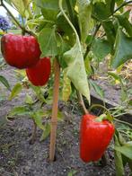 Paprika zaden, Tuin en Terras, Bloembollen en Zaden, Ophalen of Verzenden, Voorjaar, Volle zon, Zaad