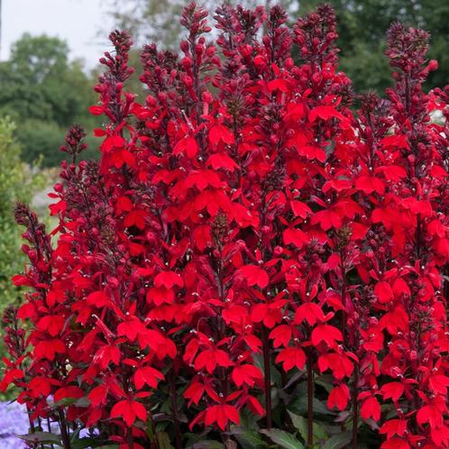 lobelia speciosa starship scarlet, vaste plant, sierplant, Tuin en Terras, Planten | Tuinplanten, Vaste plant, Overige soorten