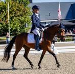 Super fijne l1 Alleskunner, Dieren en Toebehoren, Pony's, Merrie, Gechipt, Dressuurpony, 3 tot 6 jaar