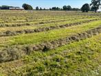 Gras op stam huurland gras hooi natuurlandschap, Dieren en Toebehoren, Stalling en Weidegang