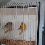 Koppel glosters van 2025, Dieren en Toebehoren, Vogels | Kanaries, Meerdere dieren, Postuurkanarie