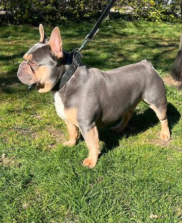 Super mooie gezonde franse bulldog dekreu lillac tan beschikbaar voor biedingen
