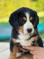 Berner Sennen x Zwitserse Sennen pups, 8 tot 15 weken, Groot, Meerdere, Meerdere dieren