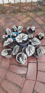 Mooie Stekken Bladbegonia, Overige soorten, Minder dan 100 cm, Halfschaduw, In pot
