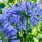 Agapanthus - Afrikaanse lelie - 50 cm hoog, Volle zon, Vaste plant, Zomer, Ophalen