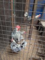 Bonte leghoorn 4 hennen & 1 haan, Dieren en Toebehoren, Pluimvee, Meerdere dieren, Kip