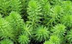 myriophyllum | Parelvederkruid | Aquarium plant, Dieren en Toebehoren, Vissen | Aquaria en Toebehoren, Ophalen, Nieuw, Plant(en), Steen of Hout