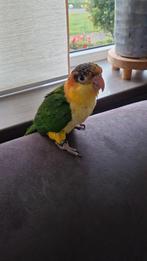 Roestkop jonge met 2 mnd garantie, Dieren en Toebehoren, Mannelijk, Papegaai, Geringd