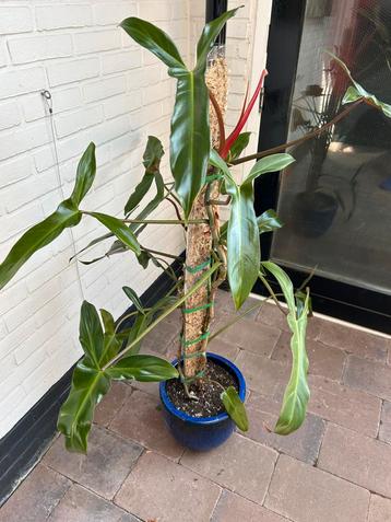 Philodendron Mexicanum beschikbaar voor biedingen