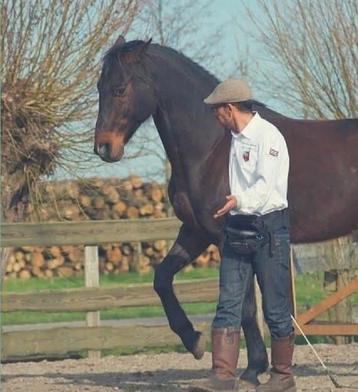 Unieke kans: bijrijder gezocht voor parelli paard beschikbaar voor biedingen