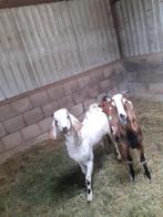 Nubische dekbokken, Dieren en Toebehoren, Schapen, Geiten en Varkens, Mannelijk, Geit, 0 tot 2 jaar