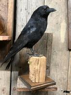 Kraai opgezet taxidermie nieuw preparaat, Ophalen, Nieuw, Vogel, Opgezet dier