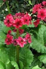 Primula japonica (sleutelbloem) rood vaste plant, Tuin en Terras, Planten | Tuinplanten, Overige soorten, Vaste plant, Ophalen of Verzenden