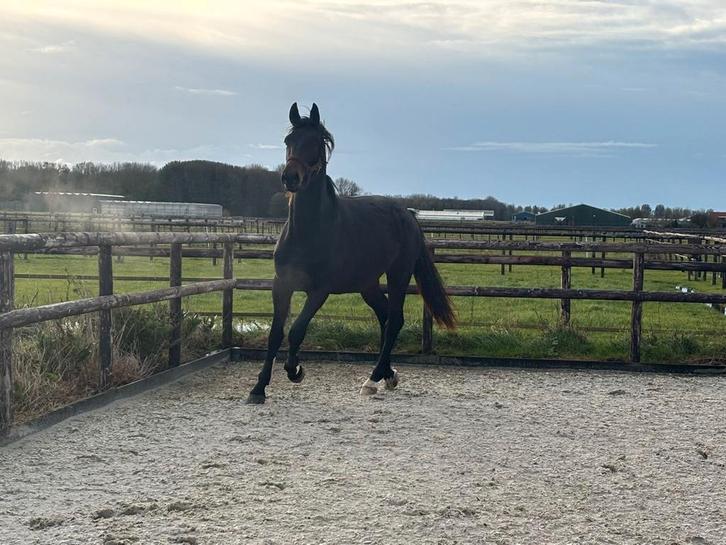 Super mooie en fantastisch bewegende hengst v. Fürstenball, Dieren en Toebehoren, Paarden, Hengst, Onbeleerd, 170 tot 175 cm, 0 tot 2 jaar