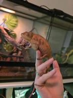 Tamme Panterkameleon vrouw + Terrarium exo terra, Hagedis, Tam, 0 tot 2 jaar