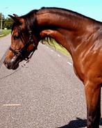 Fantastische, oogverblindende arabier! ☆ Unieke kans!☆, Dieren en Toebehoren, Paarden, Hengst, 3 tot 6 jaar