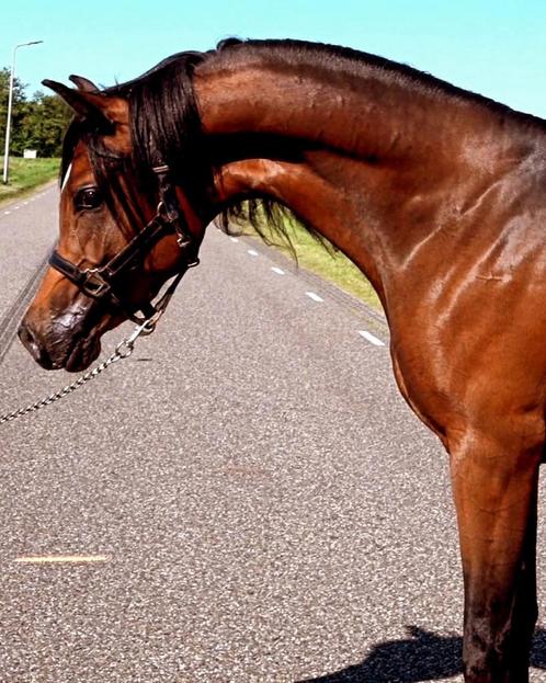 Fantastische, oogverblindende arabier! ☆ Unieke kans!☆, Dieren en Toebehoren, Paarden, Hengst, 3 tot 6 jaar