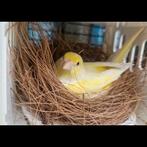 Harlekijn kanarie, Dieren en Toebehoren, Vogels | Kanaries, Geslacht onbekend, Kleurkanarie