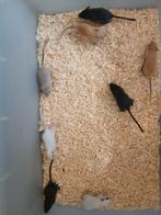 Gerbils, Dieren en Toebehoren, Knaagdieren, Juli, Meerdere dieren, Overige typen, Tam