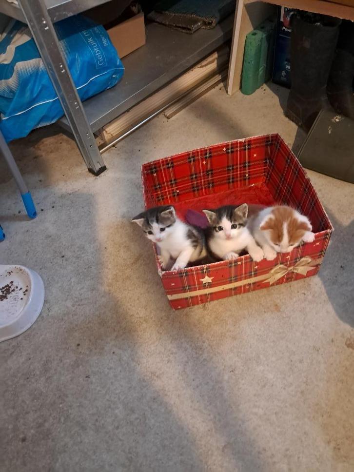 3 leuke kittens te koop 1 gereserveerd!, Dieren en Toebehoren, Katten en Kittens | Raskatten | Korthaar, Meerdere dieren, 0 tot 2 jaar