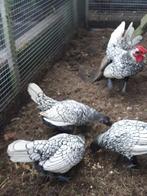 Sebright Krielkippen, Meerdere dieren, Kip
