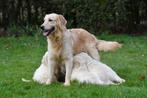 Golden Retriever pups te koop - Beide ouders aanwezig, Dieren en Toebehoren, Honden | Retrievers, Spaniëls en Waterhonden, Rabiës (hondsdolheid)