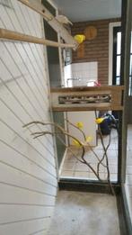 Te koop mooie witte en gele kanaries 2xman 5xpop, Meerdere dieren, Kleurkanarie