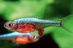 Rasbora axelrodi sp Blue - Koidream Valburg, Vis, Zoetwatervis