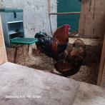 Wyandotte broedeieren, Dieren en Toebehoren, Pluimvee, Geslacht onbekend, Kip