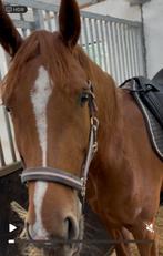 Gezocht: Ervaren ruiter / bijrijder / verzorger paard, Dieren en Toebehoren, Ophalen, Nieuw