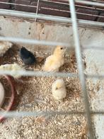 Zijdehoen usa, Dieren en Toebehoren, Vogels | Kanaries, Vrouwelijk, Kleurkanarie