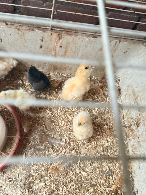 Zijdehoen usa, Dieren en Toebehoren, Vogels | Kanaries, Kleurkanarie, Vrouwelijk