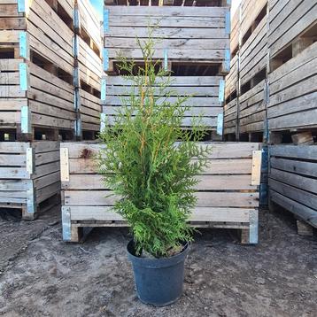 Thuja Brabant - 100cm - Ideaal voor een haag! beschikbaar voor biedingen