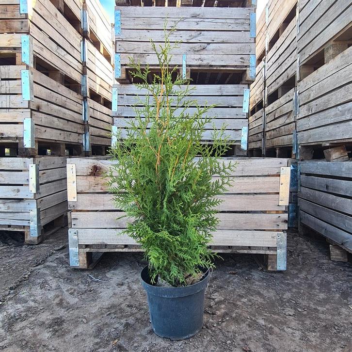Thuja Brabant - 100cm - Ideaal voor een haag!, Tuin en Terras, Planten | Tuinplanten, Vaste plant, Overige soorten, Volle zon