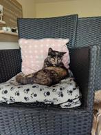 Aanhankelijke schildpad poes, Dieren en Toebehoren, Katten en Kittens | Overige Katten, Poes, Kortharig, 0 tot 2 jaar