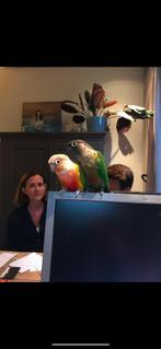 2 volwassen pyrrhura's, Dieren en Toebehoren, Vogels | Parkieten en Papegaaien, Meerdere dieren, Parkiet, Geringd