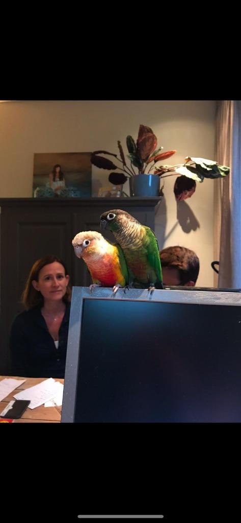 2 volwassen pyrrhura's, Dieren en Toebehoren, Vogels | Parkieten en Papegaaien, Parkiet, Meerdere dieren, Geringd