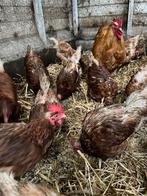 25 legkippen 2 jaar oud, Dieren en Toebehoren, Pluimvee, Vrouwelijk, Kip