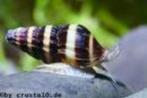 helena slakken slakkenetende slakken, Dieren en Toebehoren, Vissen | Aquariumvissen, Slak of Weekdier, Zoetwatervis