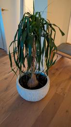 Olifantenpoot - 110cm - Zoekt nieuw thuis, Ophalen, 100 tot 150 cm, Overige soorten, Halfschaduw