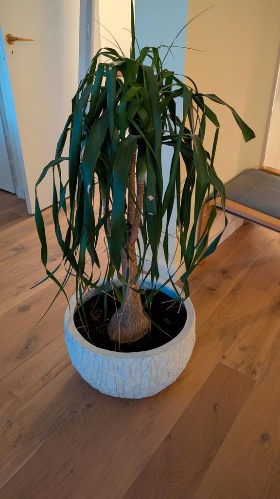 Olifantenpoot - 110cm - Zoekt nieuw thuis, Huis en Inrichting, Kamerplanten, Overige soorten, 100 tot 150 cm, Groene kamerplant