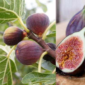Vijg Ficus carica Rouge de Bordeaux en Longue d'Aout beschikbaar voor biedingen