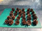 Natuurlijke dennenappels voor insectenhotel of decoratie, Ophalen of Verzenden, Volle zon, Overige soorten, Minder dan 100 cm