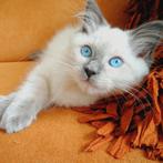 Ragdoll kittens met stamboom verwacht, Dieren en Toebehoren, Katten en Kittens | Raskatten | Langhaar, Geslacht onbekend, Gechipt