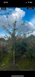 Eikenbomen quercus robur, Ophalen of Verzenden, Volle zon, Overige soorten