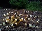 Crystal black garnalen, Kreeft, Krab of Garnaal, Zoetwatervis